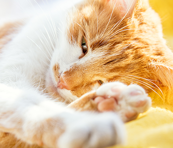 Signes de coup de chaleur chat